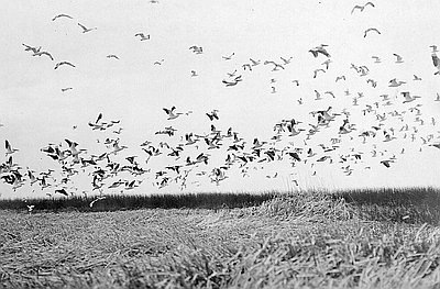 Flock of Pelicans &amp; Gulls, Malheur Lake, 1908