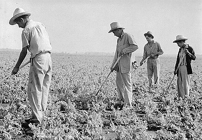 Mexican Laborers Weed Sugar Beet Field