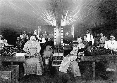 Women Packing Cherries, Hood River