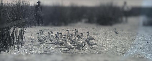 Birds standing together on a beach