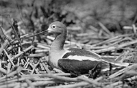 AvocetNestKlamathFalls1905P2001