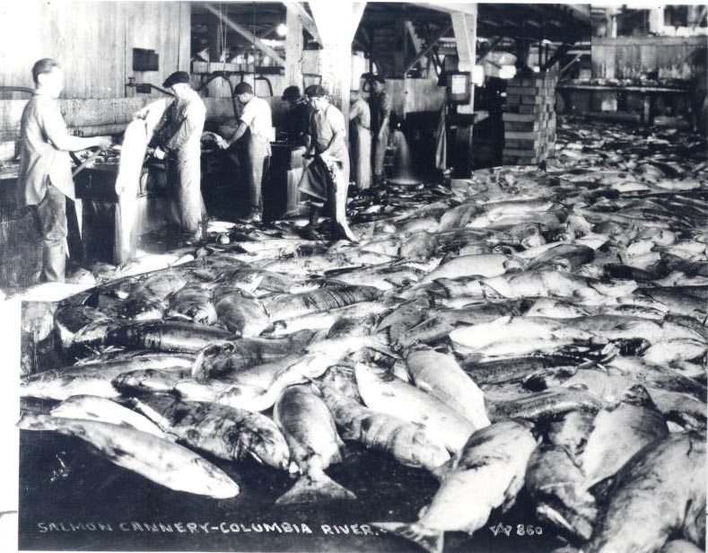 Chinese workers in salmon cannery, probably Astoria