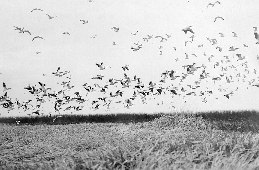 Flock of Pelicans &amp; Gulls, Malheur Lake, 1908