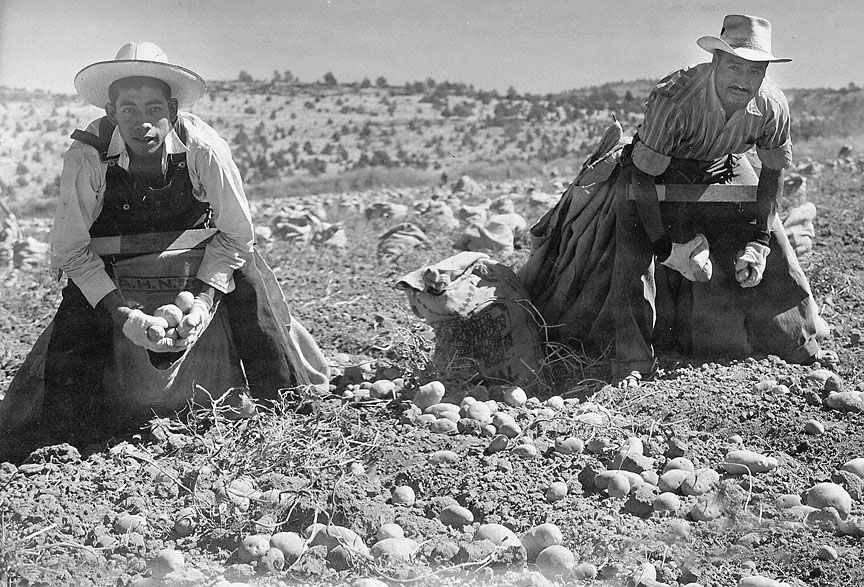  Preview of previous document: 1.	Mexican Laborers Pick Potatoes, 1943