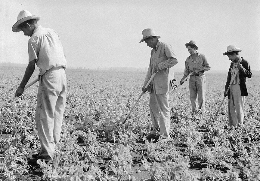 2.	Mexican Laborers Weed Sugar Weed Sugar Beet Field, 1943