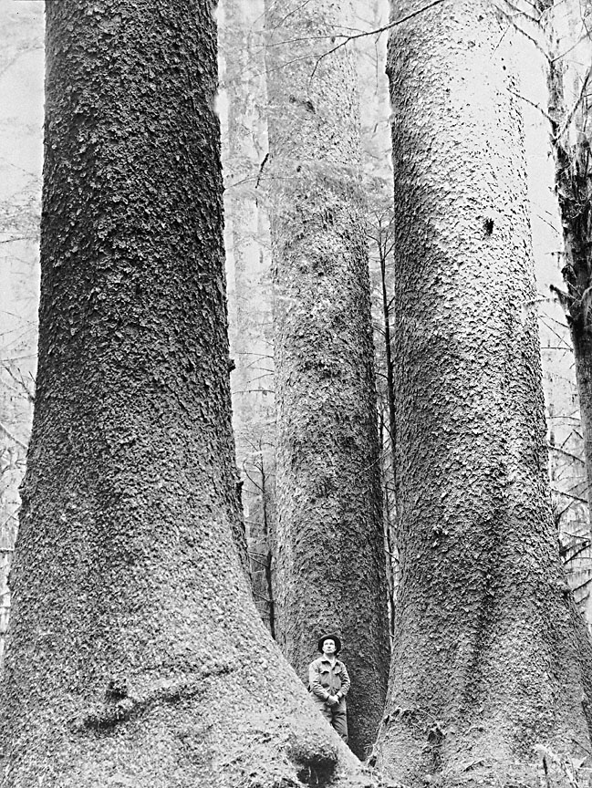 Old-Growth Sitka Spruce, 1923
