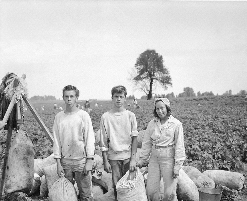 This 1943 photograph shows two teenage boys working with a woman to harvest wax bush beans on Sauvie Island. During World War II, many Oregon teenagers and women supported the war effort by working as seasonal laborers on area farms.
