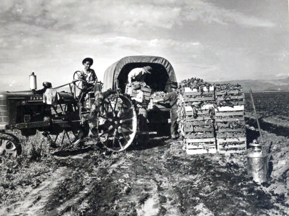 Men loading spinach in Tule Lake, 1942
