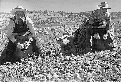 Mexican Laborers Pick Potatoes, 1943