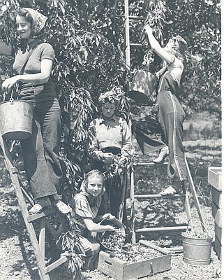 Women Cherry Pickers during World War II